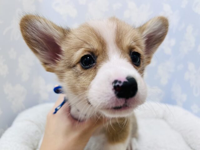 ウェルシュコーギー・ペンブローグ