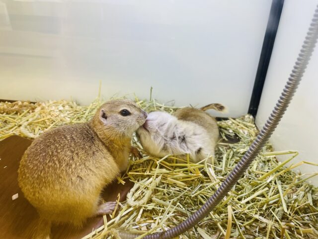 リチャードソンジリス