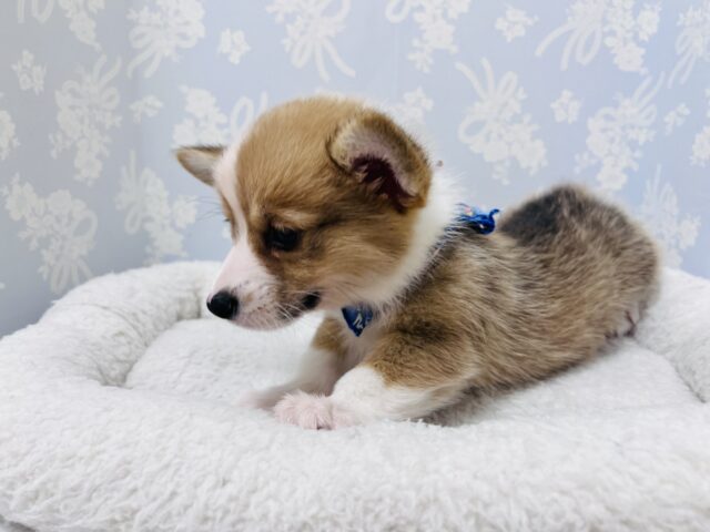 ウェルシュコーギー・ペンブローグ