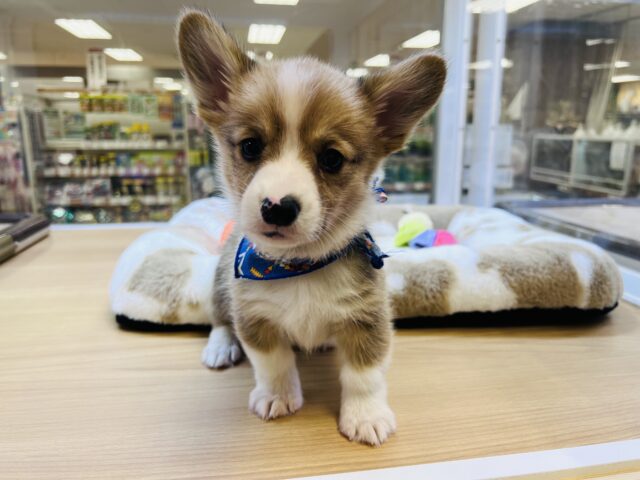 ウェルシュコーギー・ペンブローグ