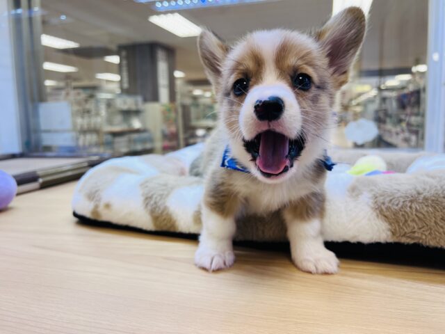 ウェルシュコーギー・ペンブローグ