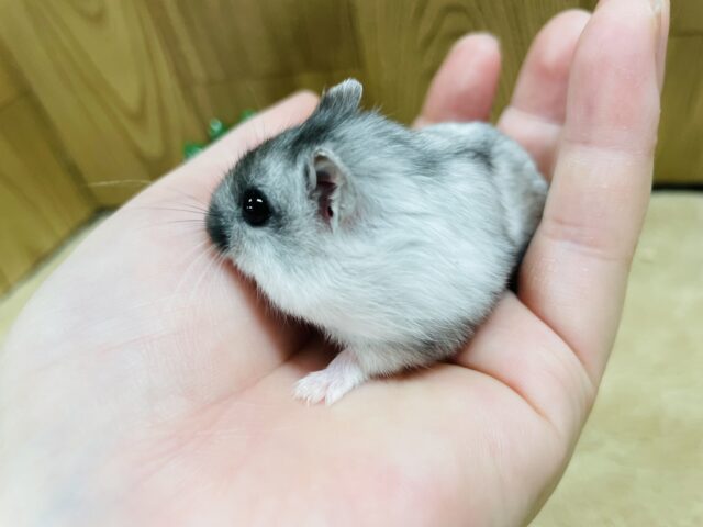 ドワーフハムスターの1種