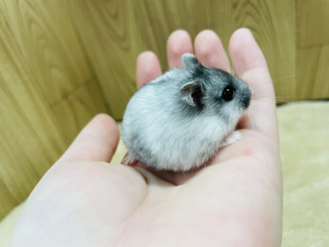 ドワーフハムスターの1種