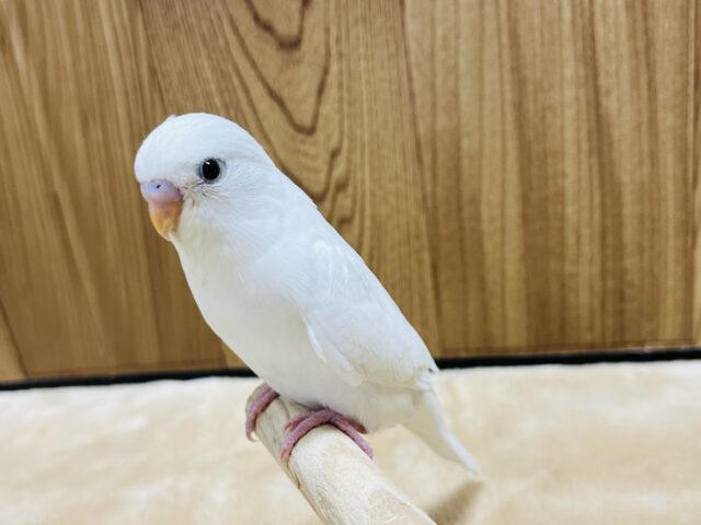 【最新画像更新🪄】ひと足先に初雪感じます⛄❅*॰ॱセキセイインコ(ダブルファクター) ヒナ セキセイインコ