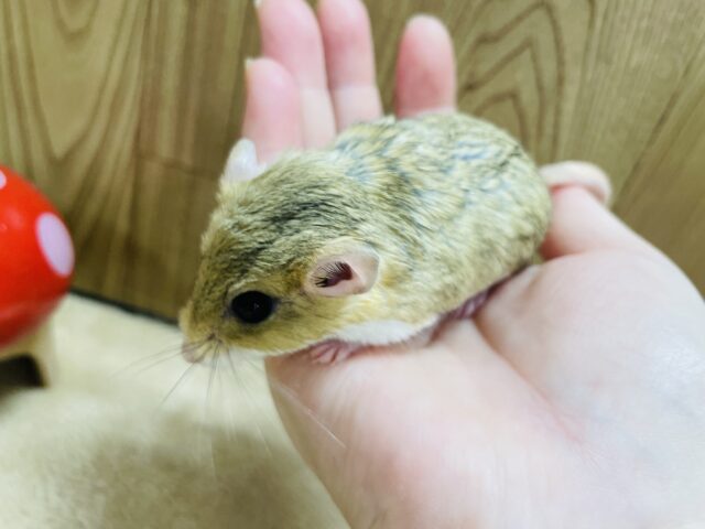 マカロニマウス（ファットテールジャービル、オブトアレチネズミ）