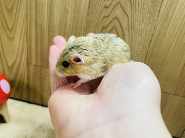 マカロニマウス（ファットテールジャービル、オブトアレチネズミ）