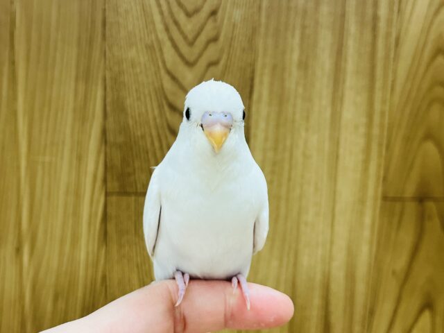 【最新画像更新🪄】ひと足先に初雪感じます⛄❅*॰ॱセキセイインコ(ダブルファクター) ヒナ セキセイインコ