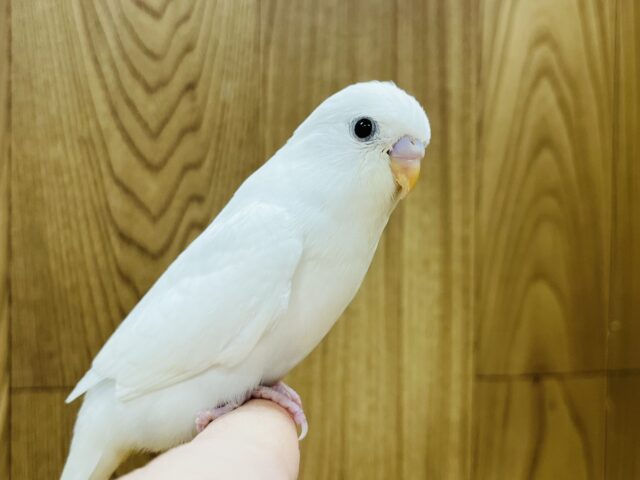 【最新画像更新🪄】ひと足先に初雪感じます⛄❅*॰ॱセキセイインコ(ダブルファクター) ヒナ セキセイインコ