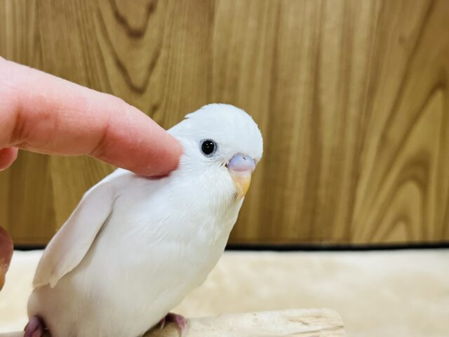 【最新画像更新🪄】ひと足先に初雪感じます⛄❅*॰ॱセキセイインコ(ダブルファクター) ヒナ セキセイインコ