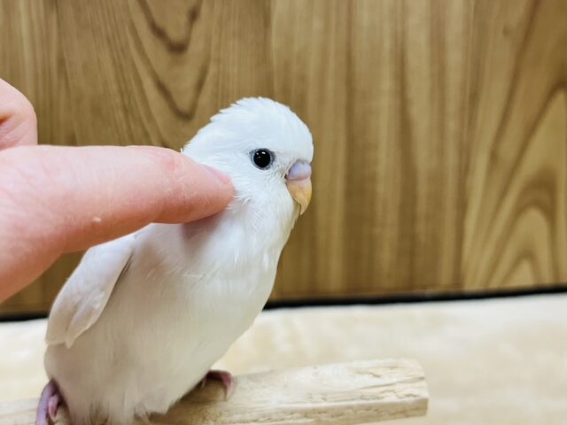 【最新画像更新🪄】ひと足先に初雪感じます⛄❅*॰ॱセキセイインコ(ダブルファクター) ヒナ セキセイインコ