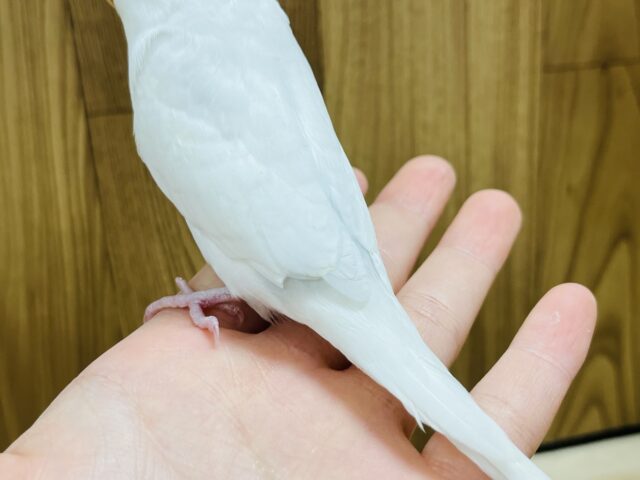【最新画像更新🪄】ひと足先に初雪感じます⛄❅*॰ॱセキセイインコ(ダブルファクター) ヒナ セキセイインコ