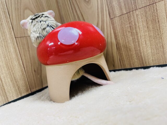 マカロニマウス（ファットテールジャービル、オブトアレチネズミ）