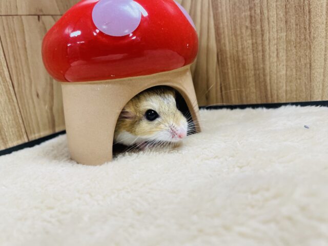 マカロニマウス（ファットテールジャービル、オブトアレチネズミ）