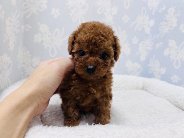 トイプードル