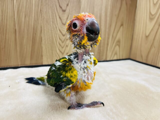 コガネメキシコインコ