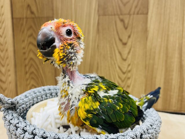 コガネメキシコインコ