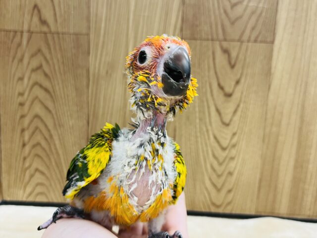 コガネメキシコインコ