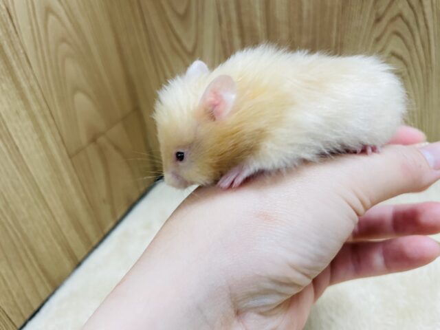 ゴールデンハムスター