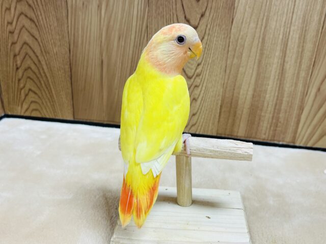 コザクラインコ（小桜インコ）