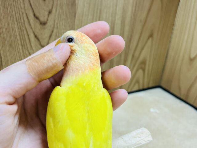 コザクラインコ（小桜インコ）