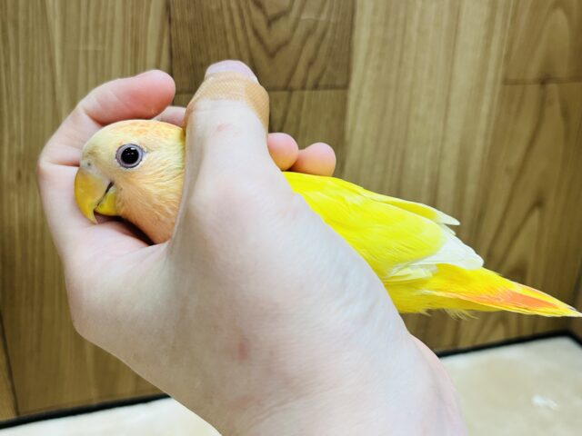 コザクラインコ（小桜インコ）