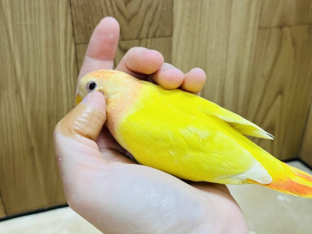 コザクラインコ（小桜インコ）