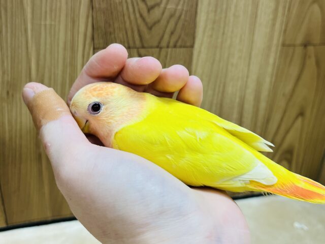 コザクラインコ（小桜インコ）