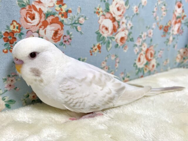 ジャンボセキセイインコ