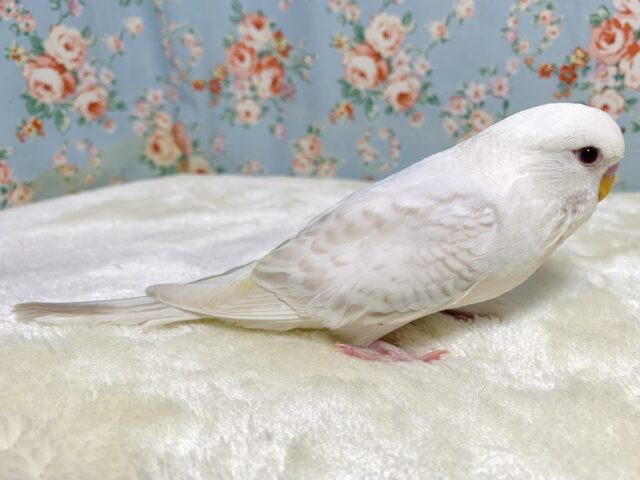 ジャンボセキセイインコ