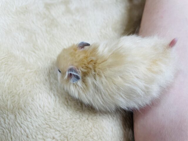 ゴールデンハムスター