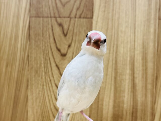 シルバー文鳥