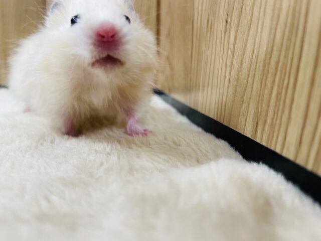 ゴールデンハムスター