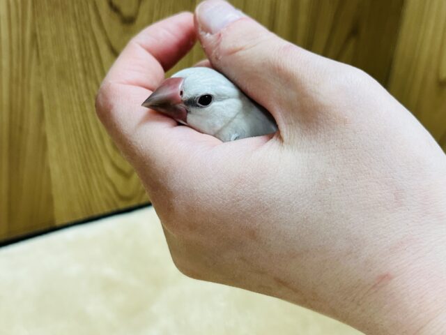 シルバー文鳥