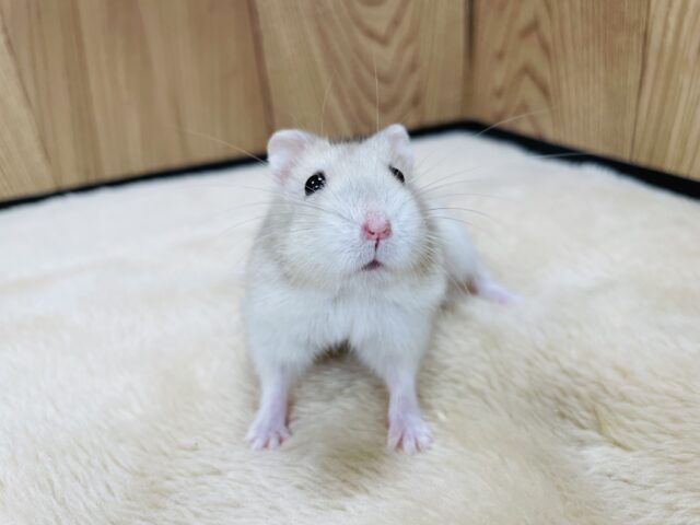 ドワーフハムスターの1種