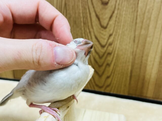 シルバー文鳥