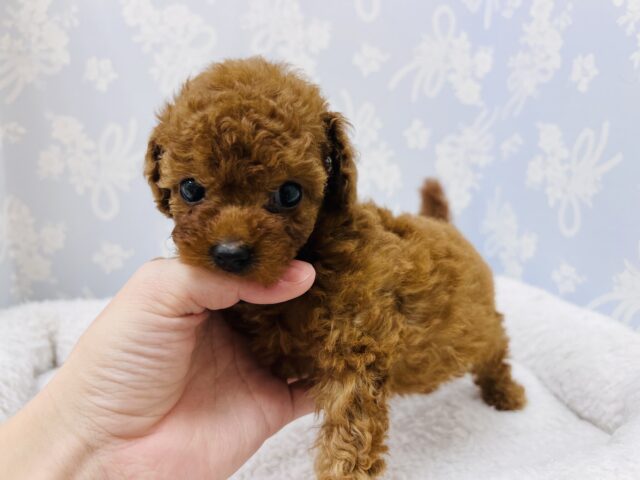トイプードル