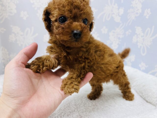 トイプードル