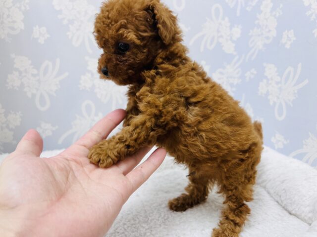 トイプードル