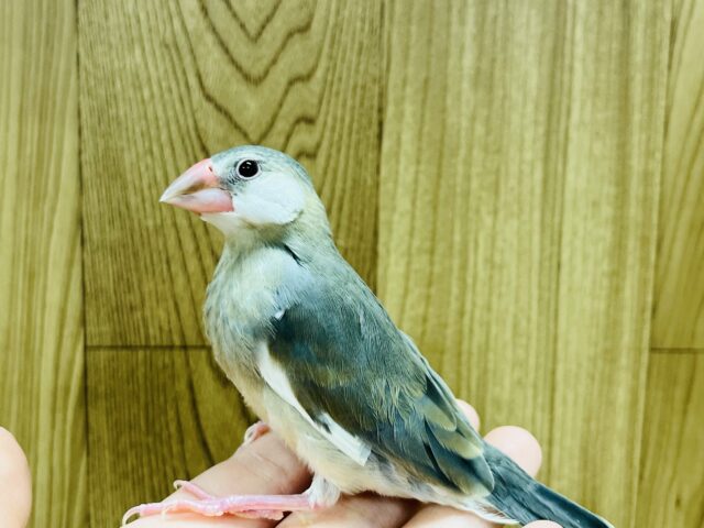 桜文鳥