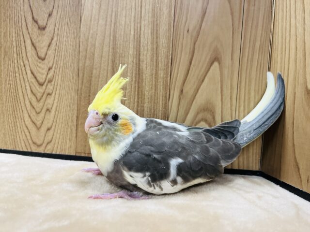 オカメインコ