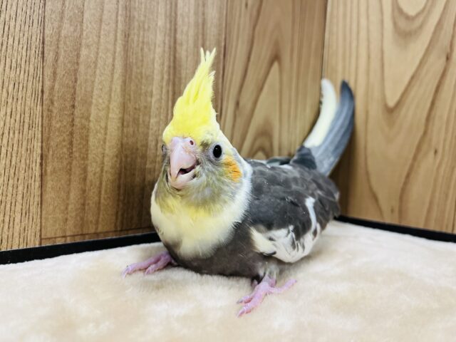 オカメインコ