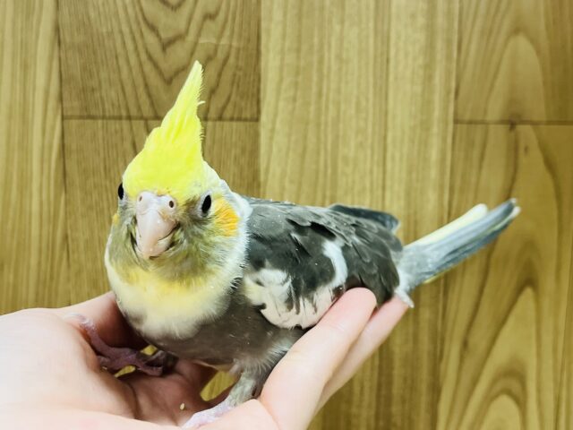オカメインコ