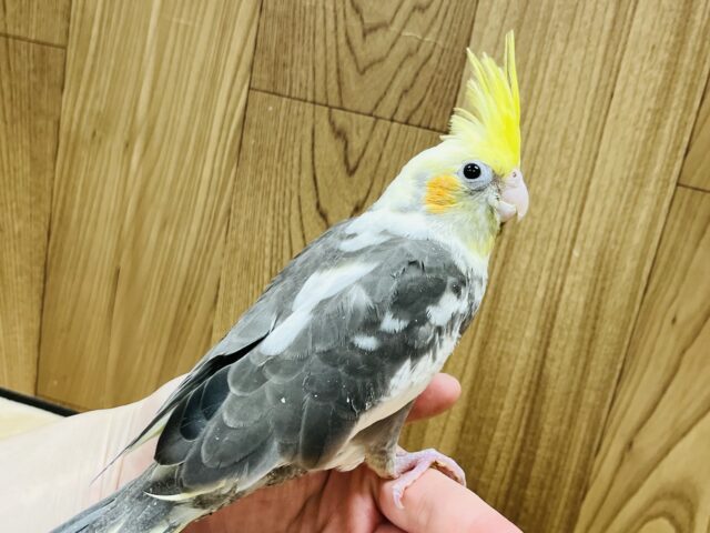 オカメインコ