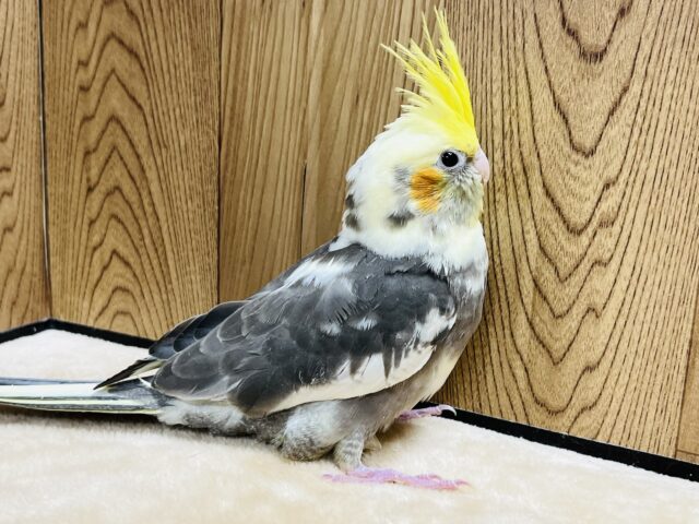 オカメインコ