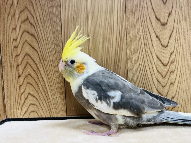オカメインコ