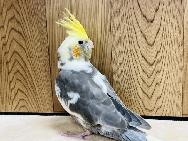 オカメインコ