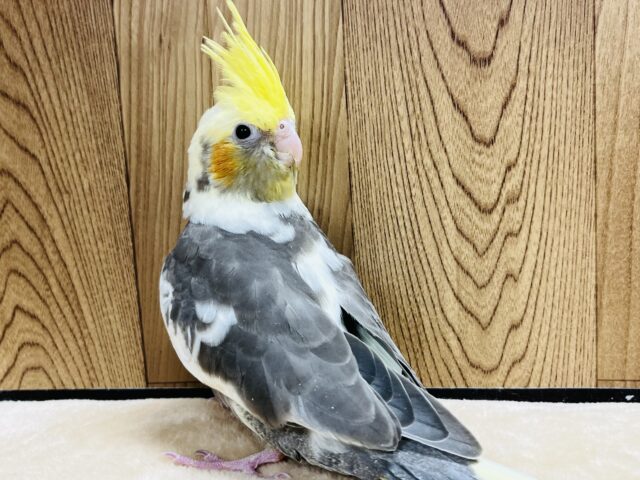オカメインコ