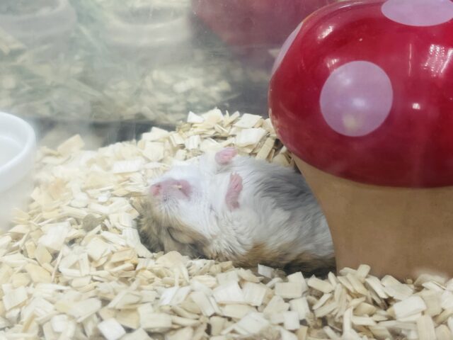 マカロニマウス（ファットテールジャービル、オブトアレチネズミ）