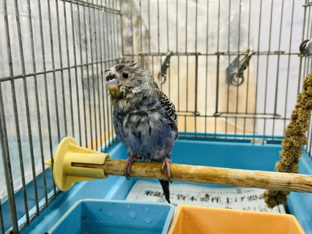 羽衣セキセイインコ