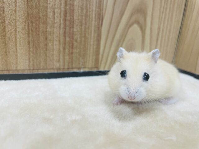 ジャンガリアン